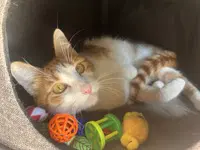 Bebe - Domestic Medium Hair