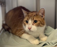 Harry Potter, a cat for adoption from The SPCA for Monterey County