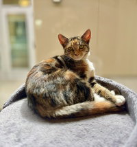 Leia, a cat for adoption from The SPCA for Monterey County