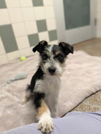 Pizza Hut, a dog for adoption from The SPCA for Monterey County