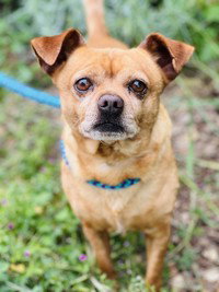 Squirtle, a dog for adoption from The SPCA for Monterey County