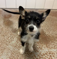 Di Giorno, a dog for adoption from The SPCA for Monterey County