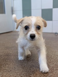 Hana, a dog for adoption from The SPCA for Monterey County