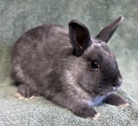 Astarion, a rabbit for adoption from The SPCA for Monterey County