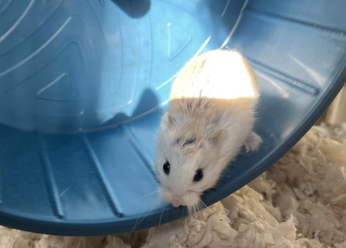 Photo 3 of Fluffy