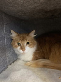 Nezsmith, a cat for adoption from The SPCA for Monterey County