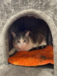 Snow, a cat for adoption from The SPCA for Monterey County