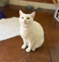 Yuki