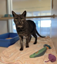 Sophie, a cat for adoption from The SPCA for Monterey County
