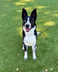 Karomi - Border Collie