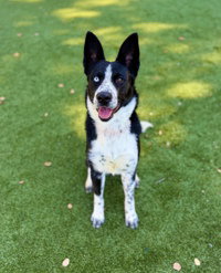 Karomi, a dog for adoption from The SPCA for Monterey County
