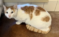 Chito, a cat for adoption from The SPCA for Monterey County