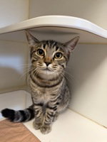 Gerald, a cat for adoption from The SPCA for Monterey County