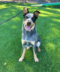 Rosco, a dog for adoption from The SPCA for Monterey County