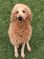 Paris, a dog for adoption from The SPCA for Monterey County