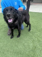 Bear, a dog for adoption from The SPCA for Monterey County