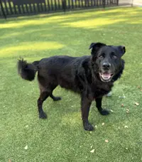 Bear - Retriever