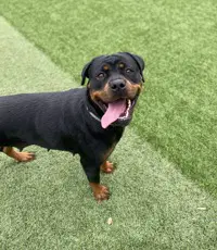 Millie - Rottweiler