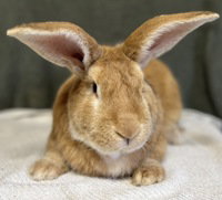 Cooper, a rabbit for adoption from The SPCA for Monterey County
