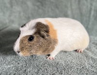 Lego, a guinea pig for adoption from The SPCA for Monterey County