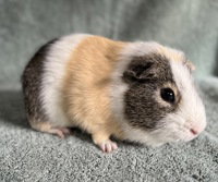 Lucas, a guinea pig for adoption from The SPCA for Monterey County