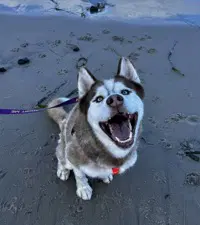 Hershey - Siberian Husky