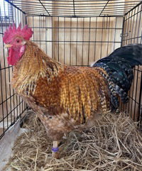 Norris, Chicken