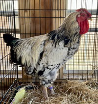 Dickory, Chicken