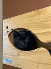 Onyx - Domestic Short Hair