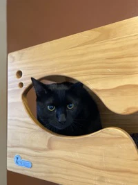 Onyx