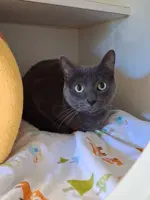 Bleu - Domestic Short Hair