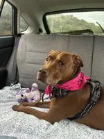 Venus - American Pit Bull Terrier