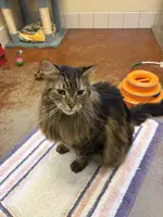 Mac - Domestic Long Hair