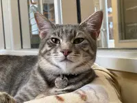 Neo - Domestic Short Hair