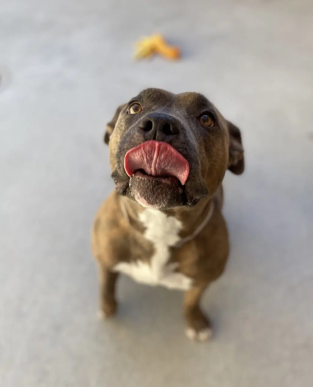 Lola image 2