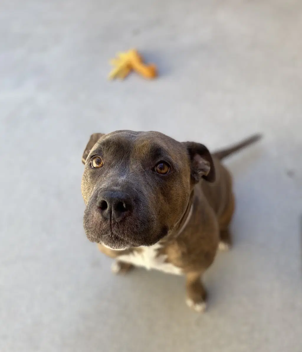 Lola image 3