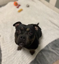 Estrella