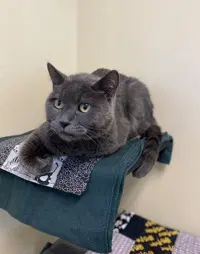 Smokey - Domestic Short Hair