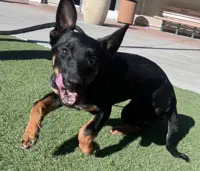 Bellatrix - Belgian Shepherd Dog Sheepdog