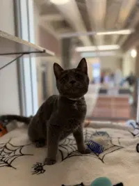 Leaf - Domestic Short Hair