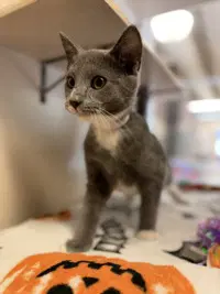 Crunch - Domestic Short Hair