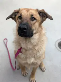 Taco - German Shepherd Dog