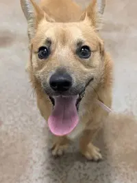 Barney - Chihuahua
