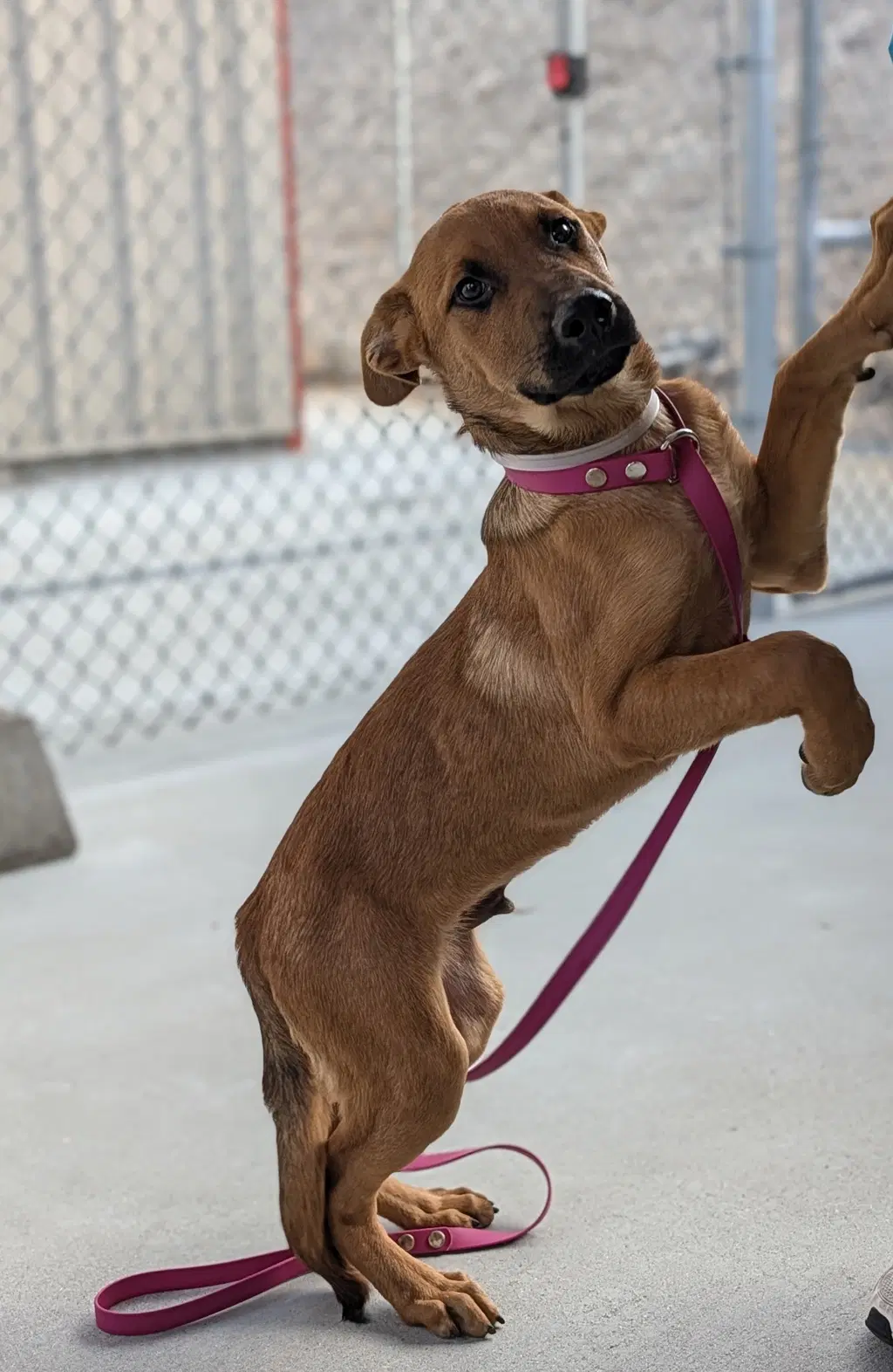 Bruno image 3
