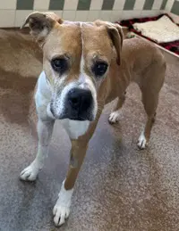Maya - Boxer