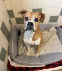 Maya - Boxer