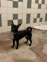 Reggie - Chihuahua