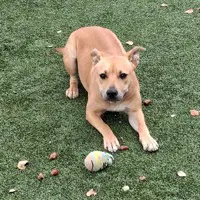 Stormy - Staffordshire Bull Terrier