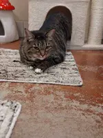 Lilly - Domestic Short Hair