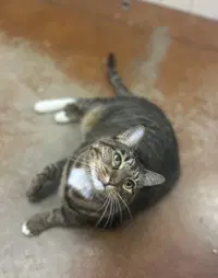 Lilly - Domestic Short Hair